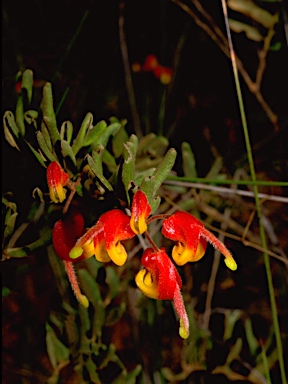 APII jpeg image of Grevillea alpina  © contact APII