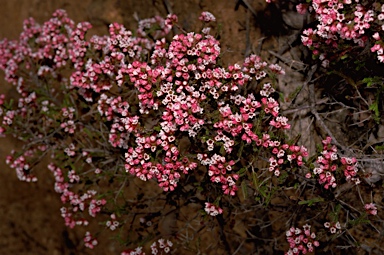 APII jpeg image of Micromyrtus ciliata  © contact APII