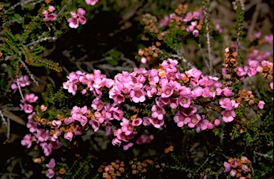 APII jpeg image of Thryptomene racemulosa  © contact APII