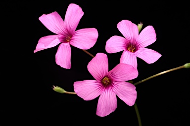 APII jpeg image of Oxalis articulata  © contact APII