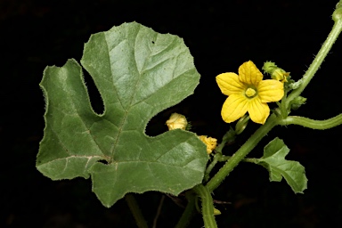 APII jpeg image of Cucumis myriocarpus subsp. myriocarpus  © contact APII