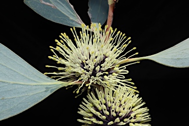 APII jpeg image of Hakea petiolaris subsp. trichophylla  © contact APII