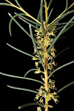 APII jpeg image of Hakea nodosa  © contact APII