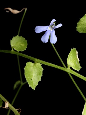 APII jpeg image of Lobelia quadrangularis  © contact APII