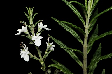 APII jpeg image of Teucrium corymbosum  © contact APII