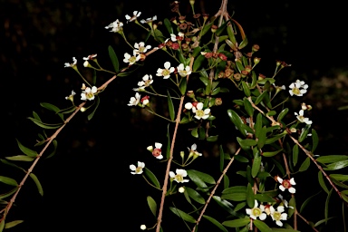 APII jpeg image of Babingtonia pluriflora 'White Cascade'  © contact APII