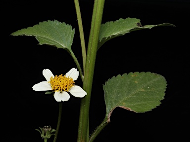 APII jpeg image of Bidens pilosa var. minor  © contact APII