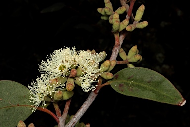 APII jpeg image of Eucalyptus botryoides  © contact APII