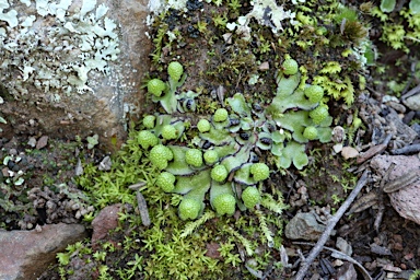 APII jpeg image of Asterella drummondii  © contact APII