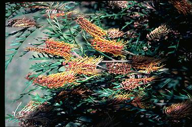 APII jpeg image of Grevillea 'Poorinda Blondie'  © contact APII