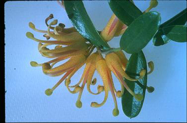 APII jpeg image of Grevillea 'Poorinda Golden Lyre'  © contact APII