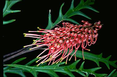 APII jpeg image of Grevillea 'Poorinda Miriam'  © contact APII