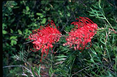 APII jpeg image of Grevillea 'Robyn Gordon'  © contact APII