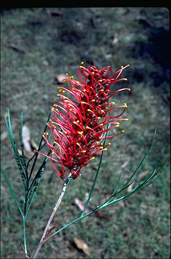 APII jpeg image of Grevillea 'Starfire'  © contact APII