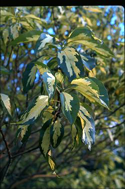 APII jpeg image of Lophostemon confertus 'Variegatus'  © contact APII