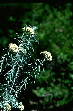 APII jpeg image of Ozothamnus rosmarinifolius 'Silver Jubilee'  © contact APII