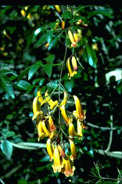 APII jpeg image of Pandorea pandorana 'Golden Showers'  © contact APII