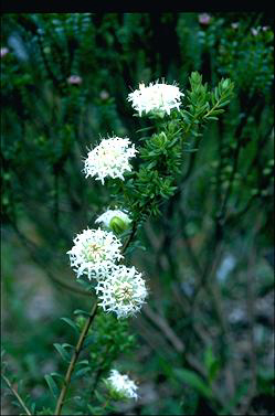 APII jpeg image of Pimelea ferruginea 'Snow Cloud'  © contact APII