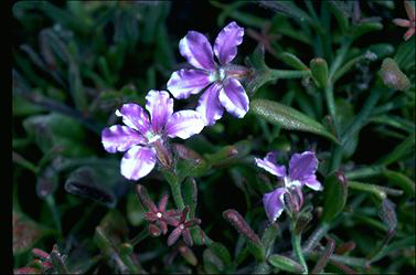 APII jpeg image of Scaevola 'Angela Ratcliffe'  © contact APII