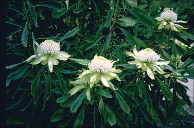 APII jpeg image of Telopea speciosissima 'Wirrimbirra White'  © contact APII