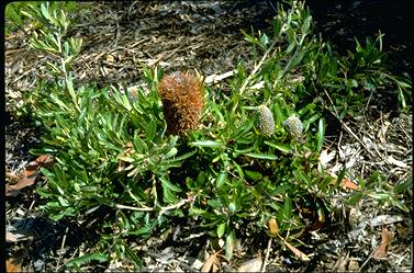 APII jpeg image of Banksia serrata 'Pygmy Possum'  © contact APII