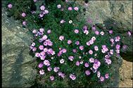 Photo of Brachyscome multifida 'Break O'Day' - Click for a bigger image