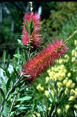 APII jpeg image of Callistemon 'Burgundy'  © contact APII