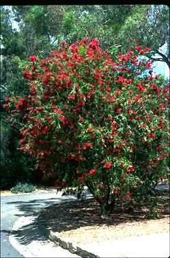 APII jpeg image of Callistemon 'Harkness'  © contact APII