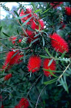 APII jpeg image of Callistemon 'Kings Park Special'  © contact APII