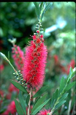 APII jpeg image of Callistemon 'Western Glory'  © contact APII