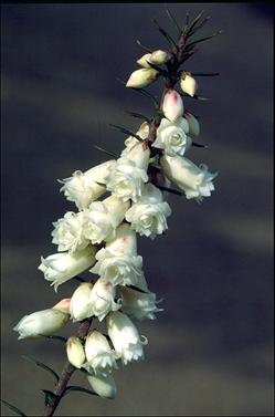 APII jpeg image of Epacris impressa 'Cranbourne Bells'  © contact APII