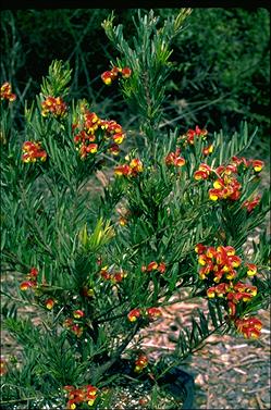 APII jpeg image of Grevillea 'Bonnie Prince Charlie'  © contact APII