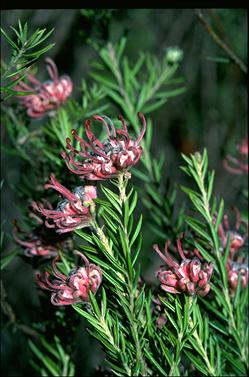 APII jpeg image of Grevillea 'Evelyn's Coronet'  © contact APII