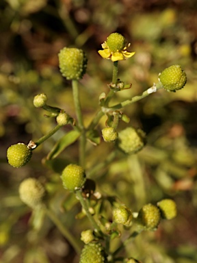 APII jpeg image of Ranunculus sceleratus subsp. sceleratus  © contact APII