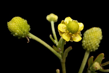 APII jpeg image of Ranunculus sceleratus subsp. sceleratus  © contact APII