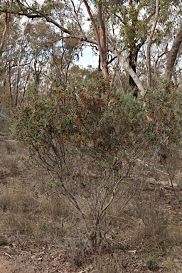 APII jpeg image of Grevillea floribunda subsp. floribunda  © contact APII