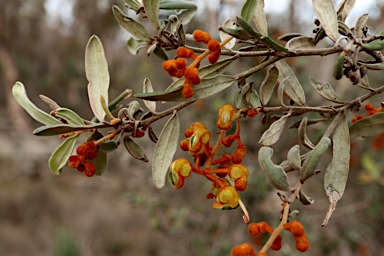 APII jpeg image of Grevillea floribunda subsp. floribunda  © contact APII