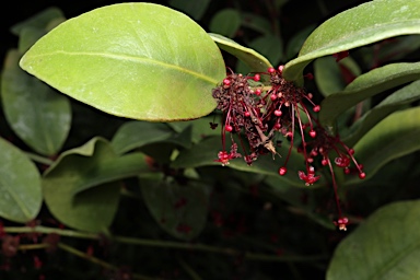 APII jpeg image of Phyllanthus sp. Bulburin (P.I.Forster+ PIF16034)  © contact APII