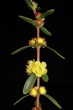 APII jpeg image of Hypocalymma xanthopetalum  © contact APII