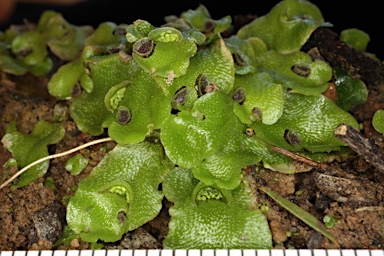 APII jpeg image of Lunularia cruciata  © contact APII