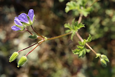 APII jpeg image of Erodium crinitum  © contact APII