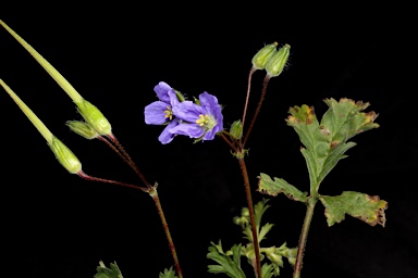 APII jpeg image of Erodium crinitum  © contact APII