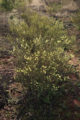 APII jpeg image of Acacia flexifolia  © contact APII