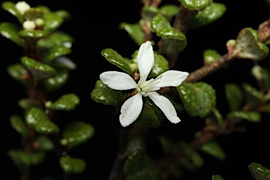 APII jpeg image of Nematolepis rhytidophylla  © contact APII