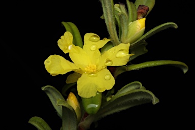 APII jpeg image of Hibbertia circinata  © contact APII