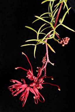 APII jpeg image of Grevillea acropogon  © contact APII