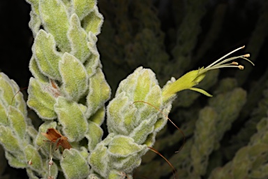 APII jpeg image of Eremophila subfloccosa subsp. subfloccosa  © contact APII