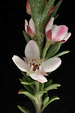 APII jpeg image of Boronia rigens  © contact APII