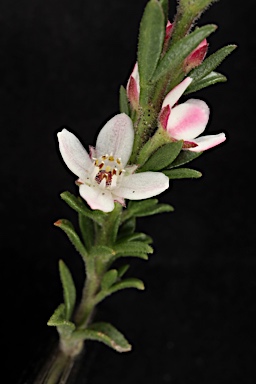 APII jpeg image of Boronia rigens  © contact APII