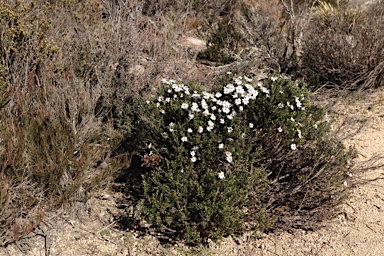 APII jpeg image of Olearia iodochroa  © contact APII